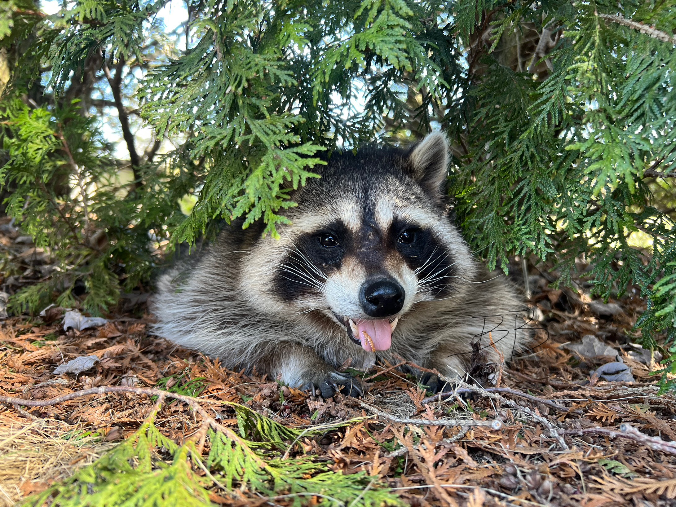 Raccoon 2